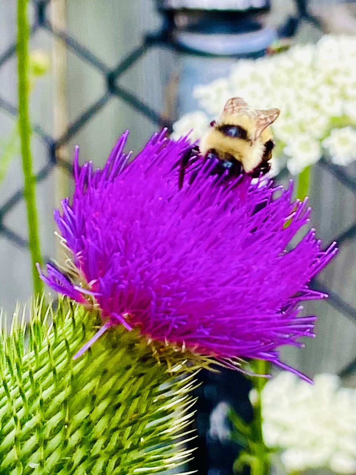 joypainlovewrite on Twitter "Only when a seed is destroyed does a