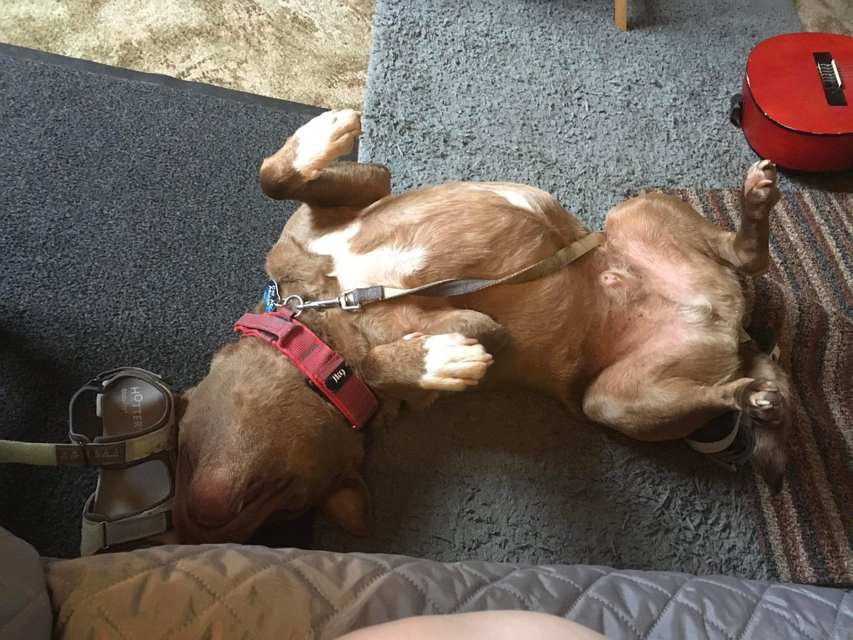 DelphineMusic's tweet image. Ahhhh, Poor Souly! He doesn’t know it yet (ha! Will he ever?!), but he’s actually 10yo now…! 😂🤷🏻‍♀️😎
#StaffyDog
#SBT 
#BlessHim
#awwwwwwwwwww