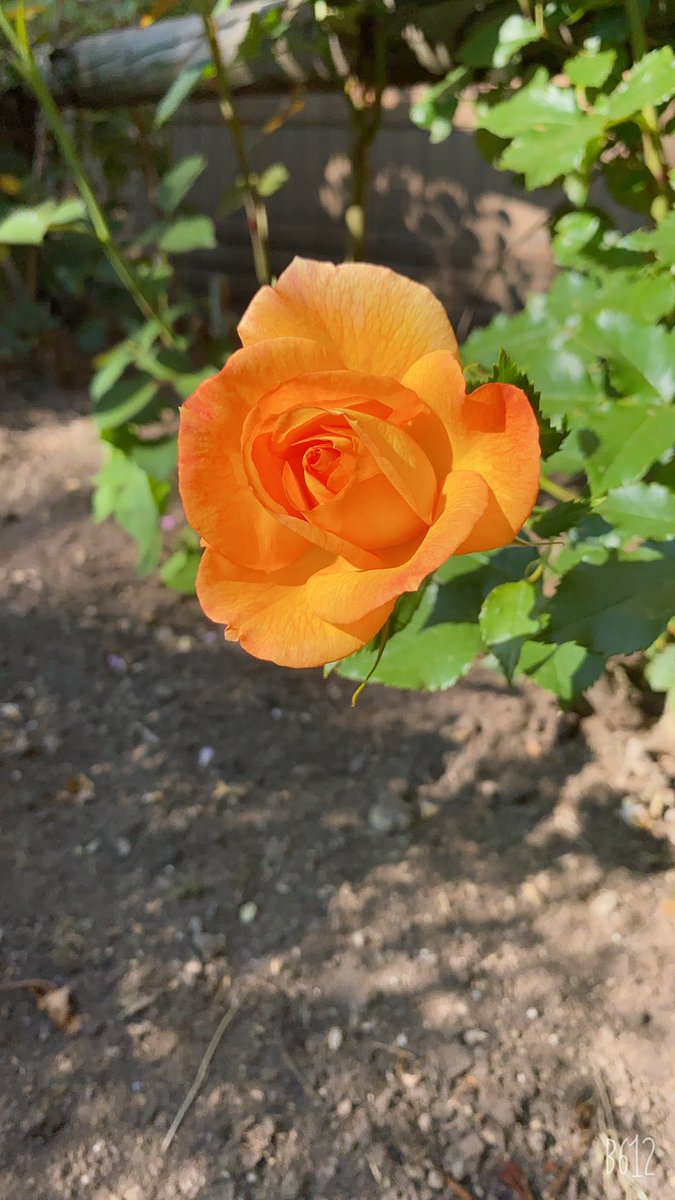 mayu_jugah's tweet photo. おはようございます🍀
昨日は雨が降り花活出来ず。
朝活は伸びてから、楽々腹筋、太極の型。太極は摩周先生とくびれクラブにて７日間チャレンジ。くびれ楽しみ😆
今日も笑顔でいたいな。
＃朝活＃腹筋#太極#クビレ
#TLを花でいっぱいにしよう 
#くびれクラブ
＃亀井摩周
#mashu808
＃jugah https://t.co/V7u4EKvrFJ