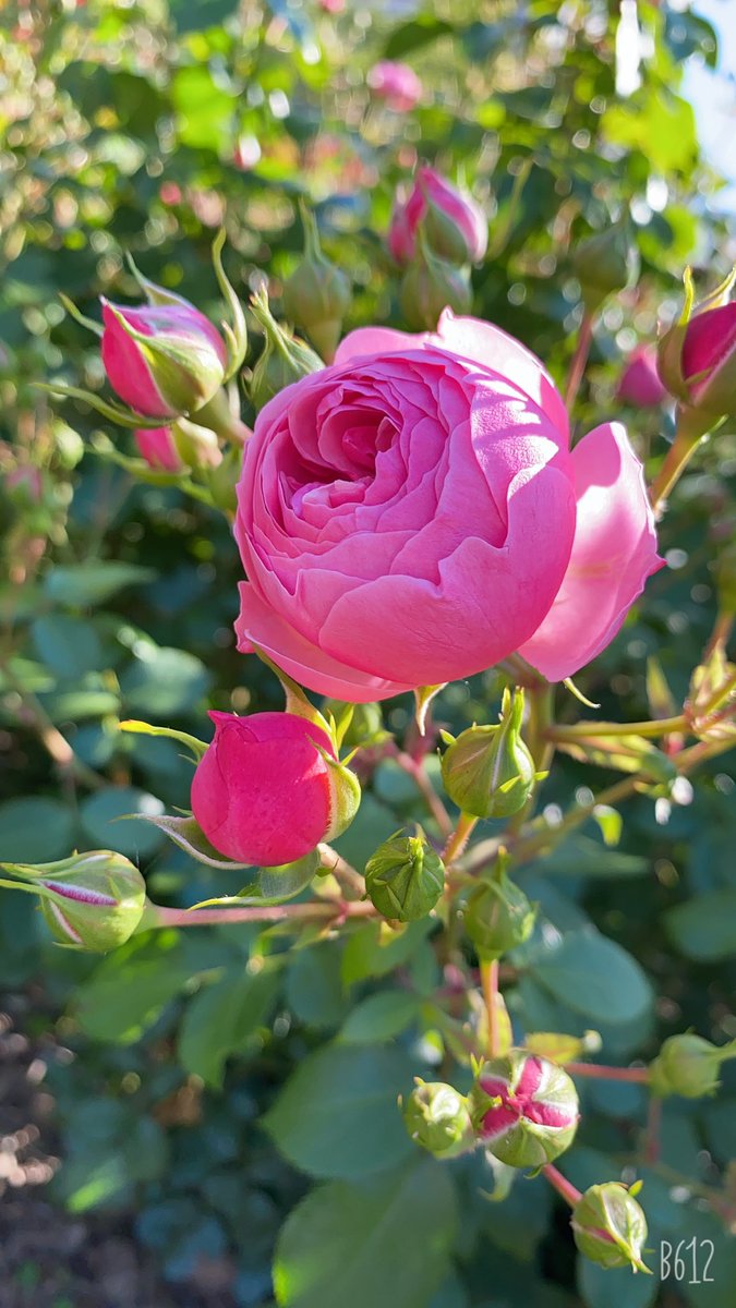 mayu_jugah's tweet photo. おはようございます🍀
昨日は雨が降り花活出来ず。
朝活は伸びてから、楽々腹筋、太極の型。太極は摩周先生とくびれクラブにて７日間チャレンジ。くびれ楽しみ😆
今日も笑顔でいたいな。
＃朝活＃腹筋#太極#クビレ
#TLを花でいっぱいにしよう 
#くびれクラブ
＃亀井摩周
#mashu808
＃jugah https://t.co/V7u4EKvrFJ