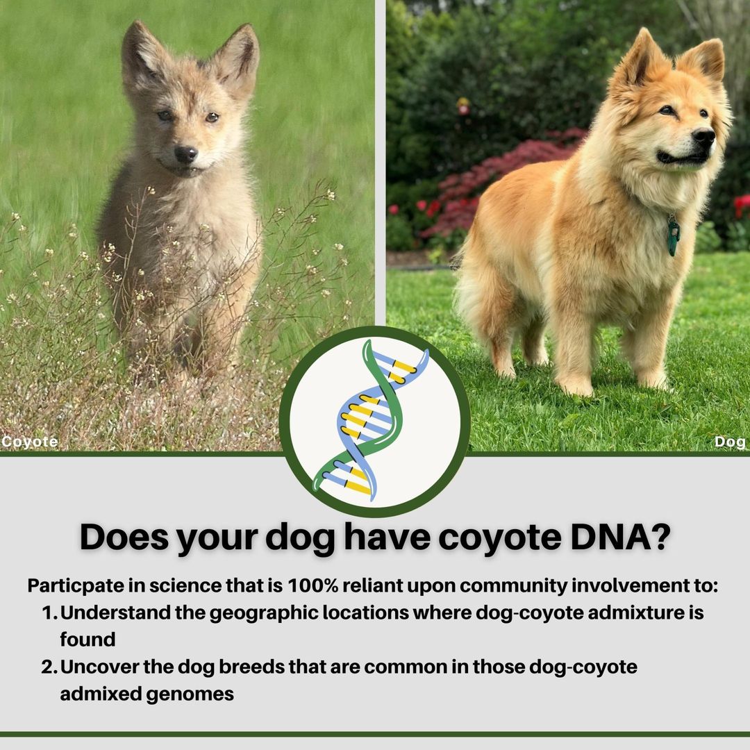 what do you do if your dog gets bit by a coyote