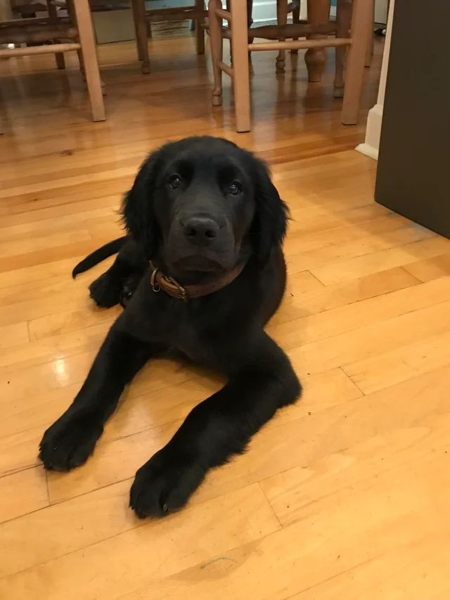 wthkats's tweet photo. golden preto                     gato retriever https://t.co/zlCNKZa8AB
