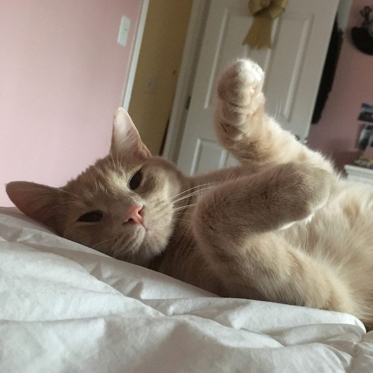 wthkats's tweet photo. golden preto                     gato retriever https://t.co/zlCNKZa8AB