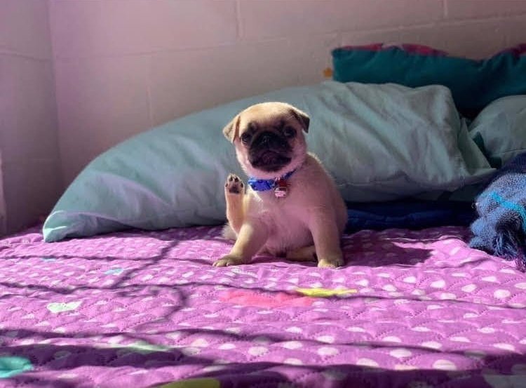 Gordito_Perrito's tweet photo. holi https://t.co/9EZHWa81Fg