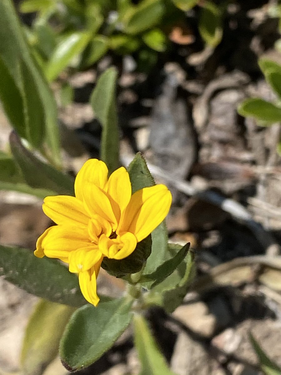 NathalieR71's tweet photo. Today’s adventure was a hike up a mountain in Mission Canyon. What a beautiful place! I went up the ladder and back down. Didn’t go see the cave. The fear of falling kept me from getting off the ladder. I am proud of even trying😃 #FitLeaders #Basophobia https://t.co/ryR6lE5yvd