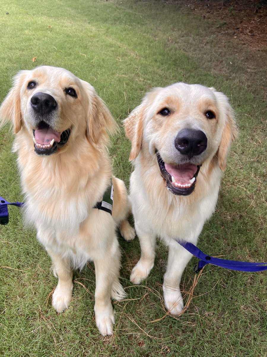 We are excited to introduce to you the two newest therapy dogs @mottchildren. Meet Barney and Dashiel! 

💛 Barney: Dedicated to Child and Adolescent Psychology, and 12 West.
💙 Dashiel (Dash): Dedicated to 7 East and Sophie’s Place

#Hail #GoBlue #LittleVictors