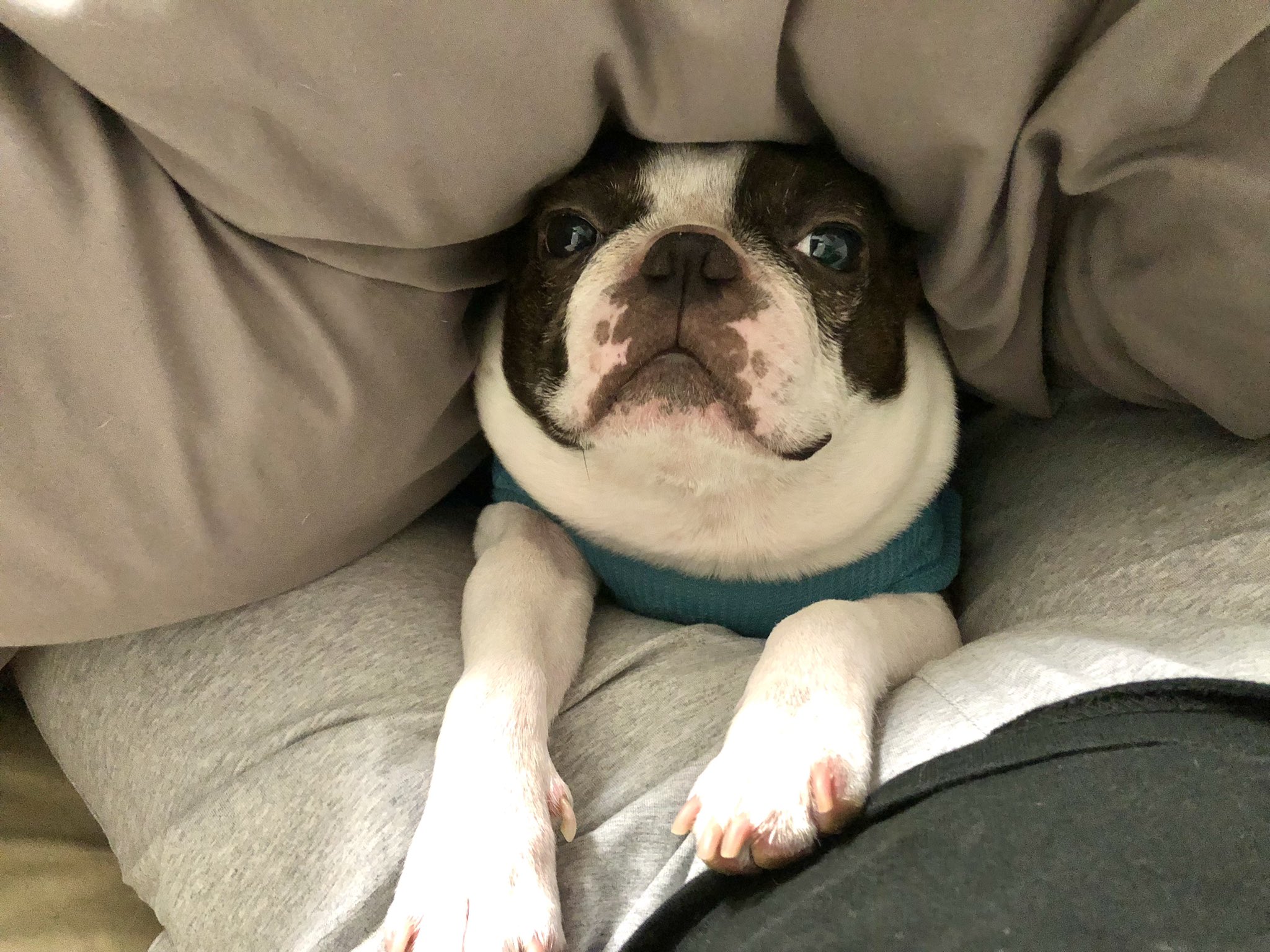 Iggy36mam 布団に入ってくるのはいいけどオナラはやめてくれーと主が言っております おはようございます ボストンテリア ボステリ 犬との暮らし T Co Yow2hjk76o Twitter