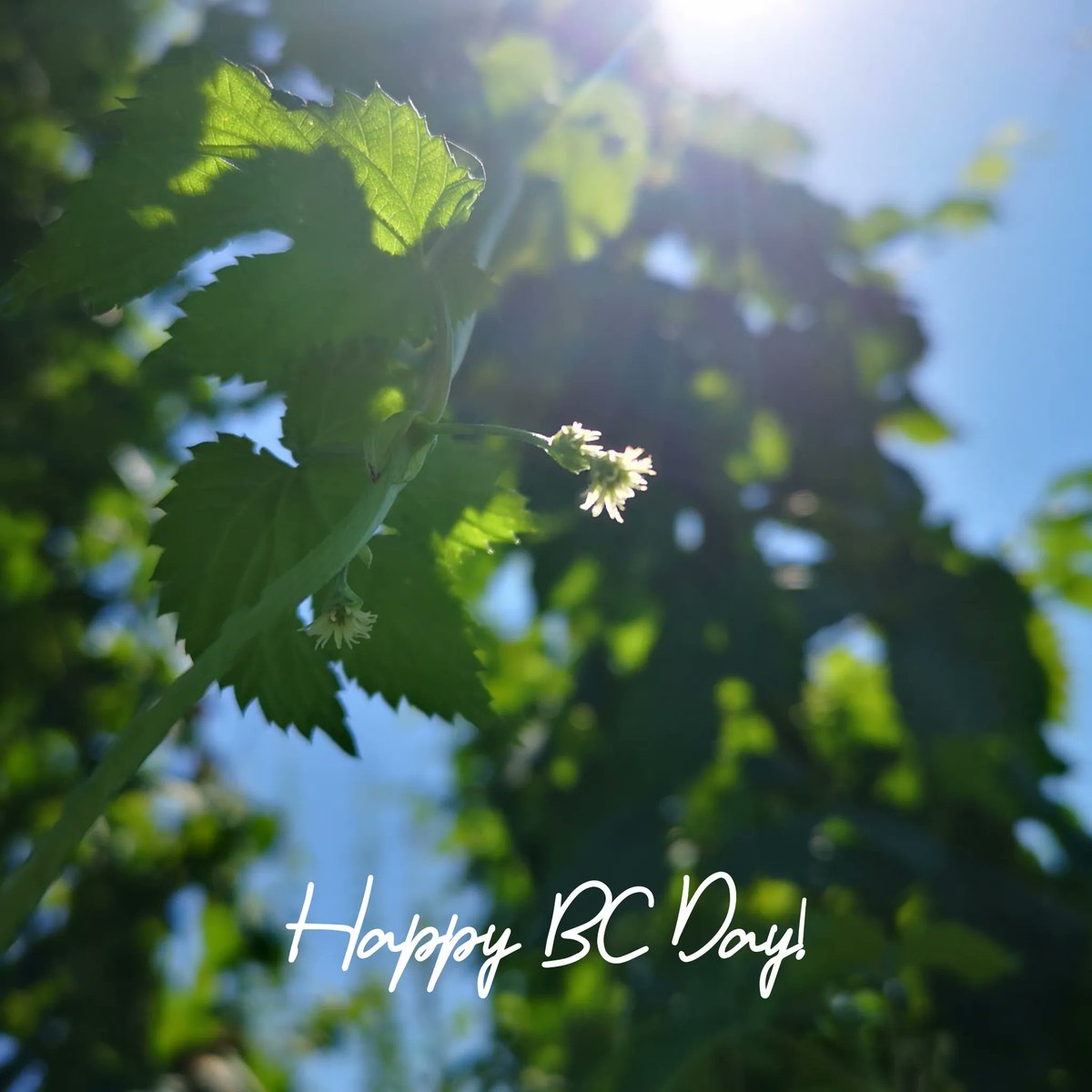 Topp's Hops tweet media