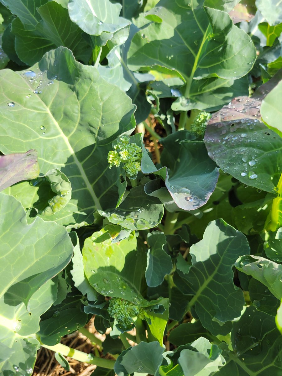FoodlinkNY's tweet photo. These broccolini at the Lexington Ave Community Farm got a nice, refreshing, splash of water💦 They're getting a little sunbathing in too 🌞 https://t.co/kjSZEJAVVR