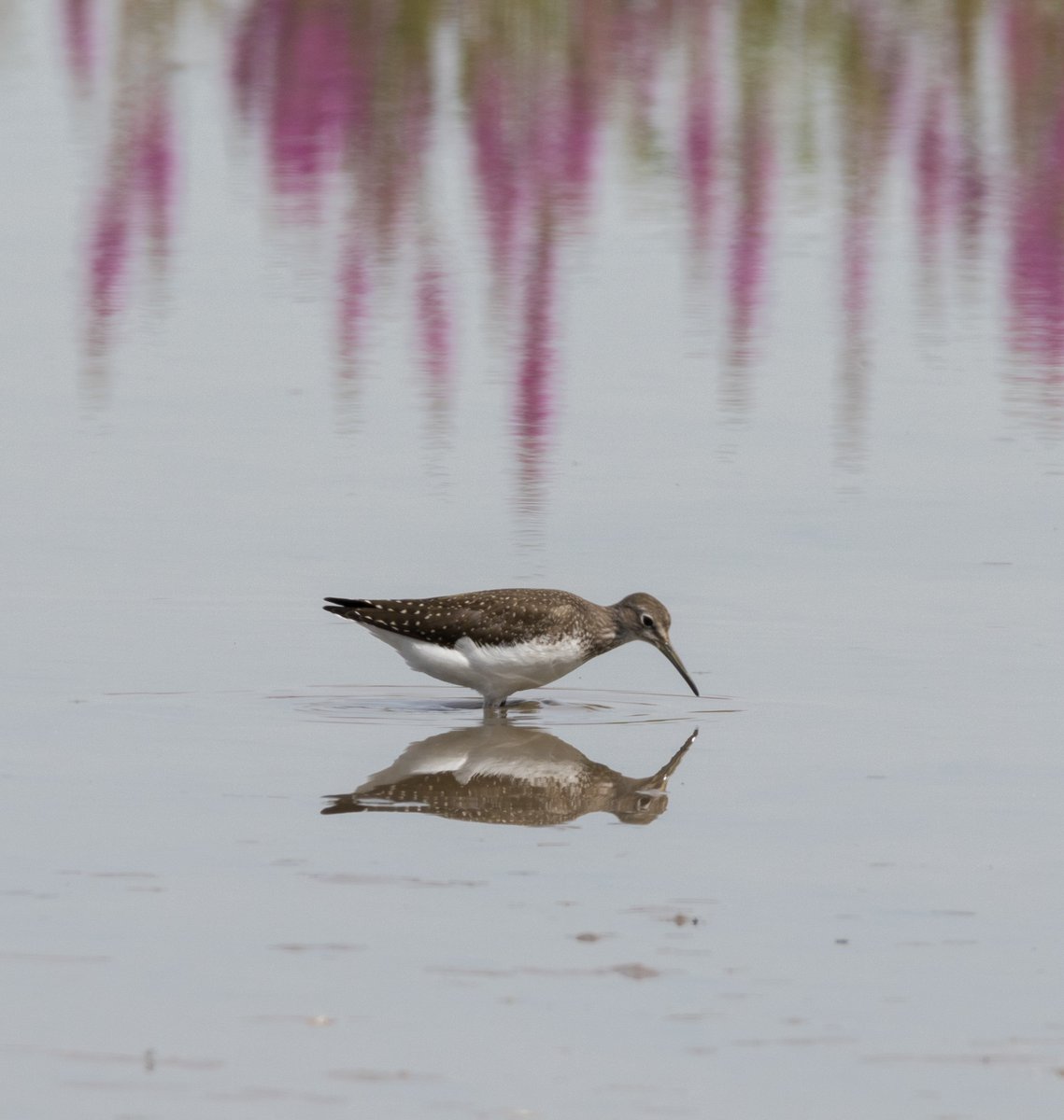 So long July, oh hey August! 👋 Migrating birds arrive in August including ruff with their breeding plumage, green sandpiper, wood sandpiper and curlew sandpiper. The best areas to see them include the Rushy and Tack Piece. 🌊