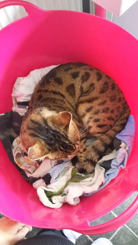 beckyboopta's tweet photo. @TVRav Here's my cat. #notmylaundry https://t.co/8U0Tqookq2