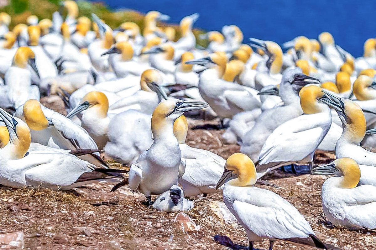 RosalieQD tweet media