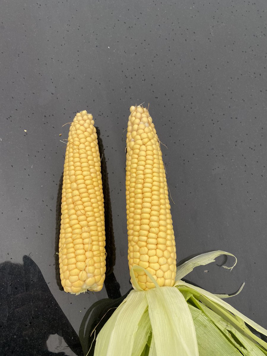 Just off to grease the header… #maize22 #milk #teamdairy