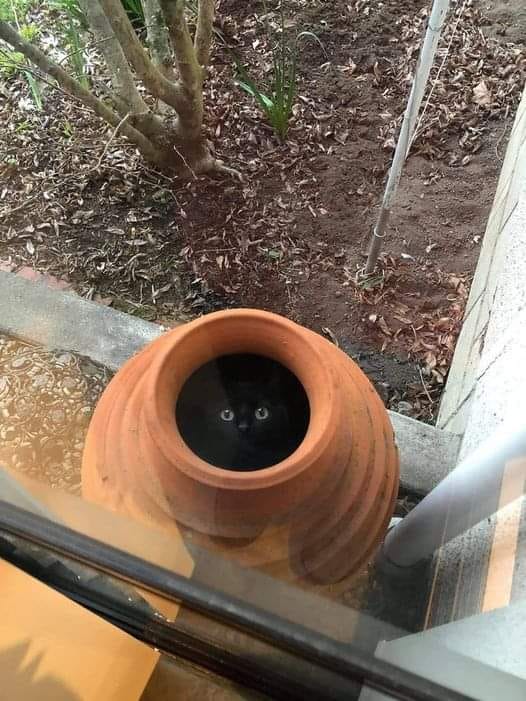 There is no cat in this image tweet media