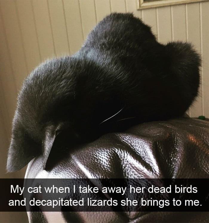 MittensSox's tweet photo. @MissCinnamon6 This made us think of you 🐈‍⬛ https://t.co/EqVw4pYaUa