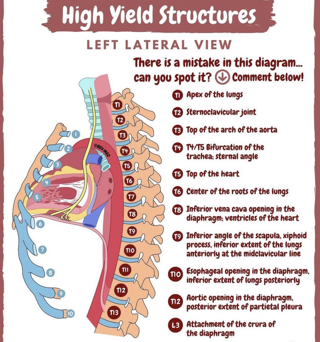 Sternal angle 