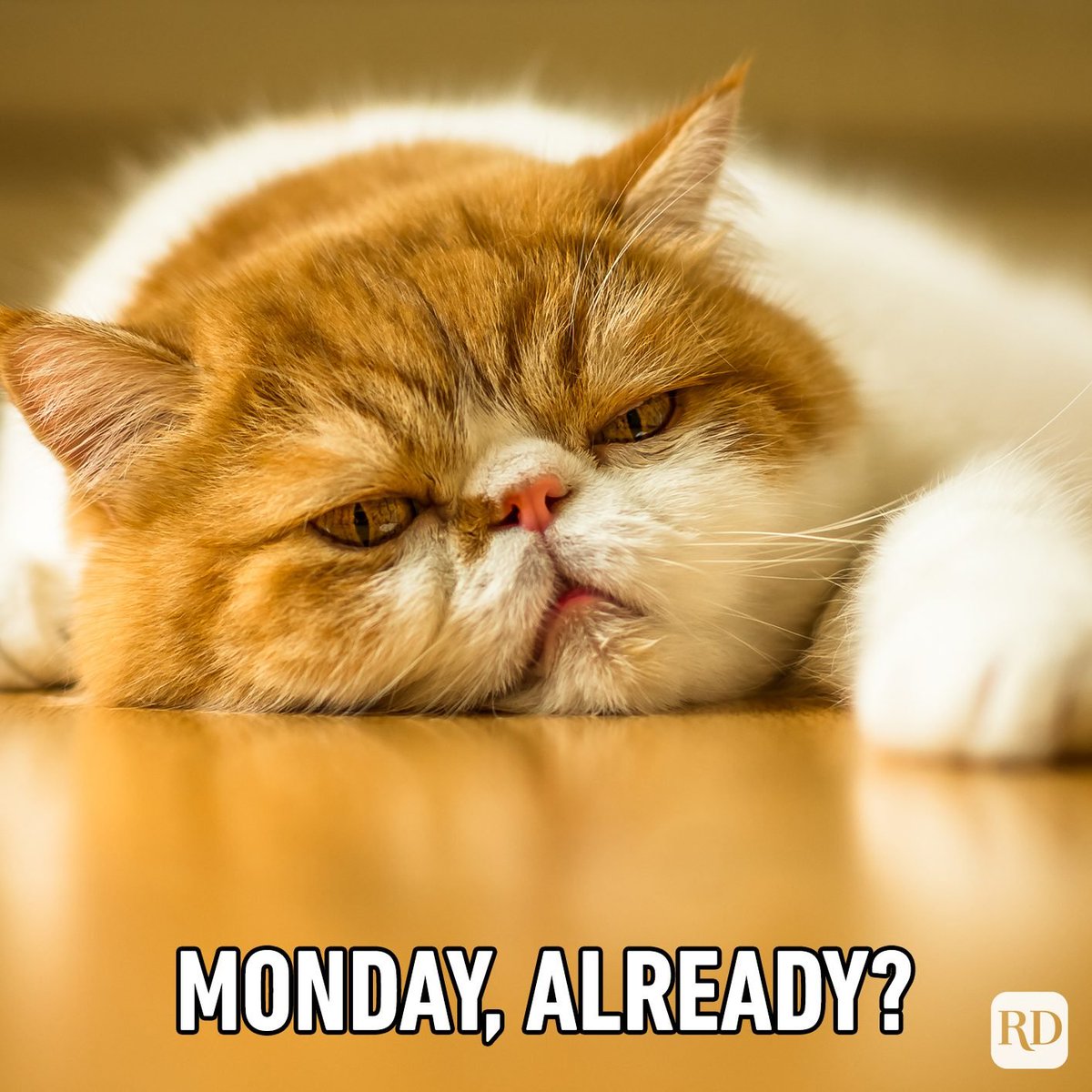 MamaRonis's tweet photo. It’s okay. We are here for you.

Happy Monday!

https://t.co/mYCs3akQNp https://t.co/G7bA3MKBOu