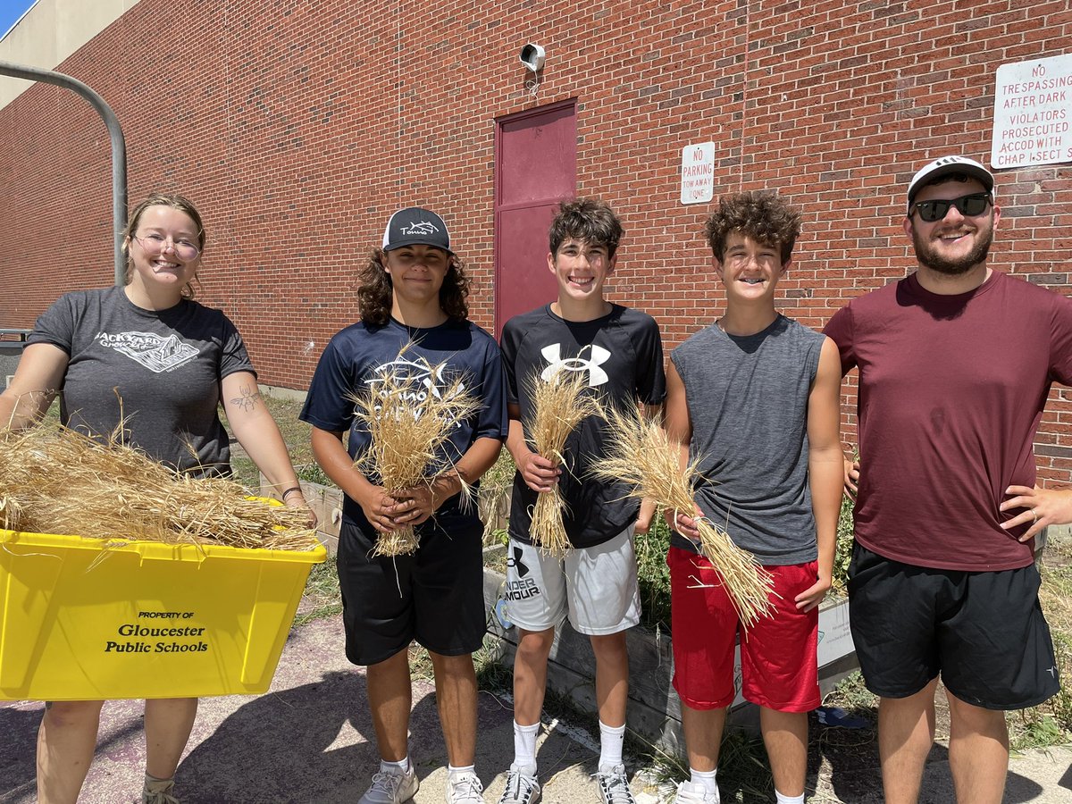 Wheat harvest at O’Maley - bumper crop this year! #backyardgrowers, #omaley