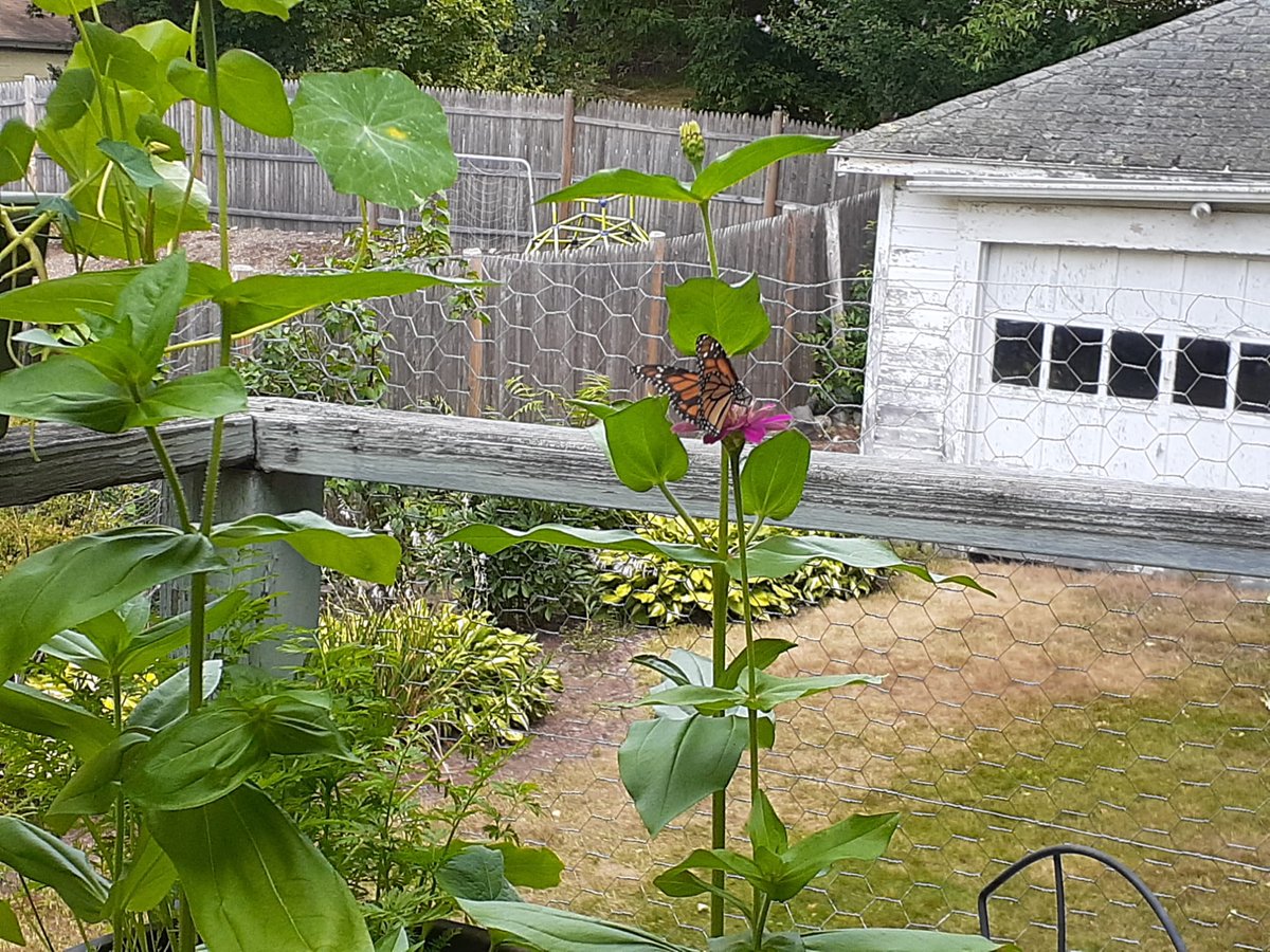 My sister saw this beauty enjoying her zinnias in Natick, MA #MonarchBlitz #communityscientists <a href="/CECweb/">Commission for Environmental Cooperation</a> <a href="/IUCNRedList/">IUCN Red List</a> <a href="/MonarchsJV/">MonarchJointVenture</a>