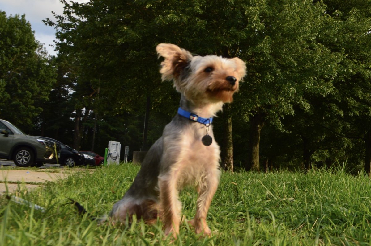 mylostpetalert's tweet photo. Lost dog in #thebronx #NY (10473) #lostdog #lostpet #missing https://t.co/cf4ZDyhSIC https://t.co/yg939b2FcX