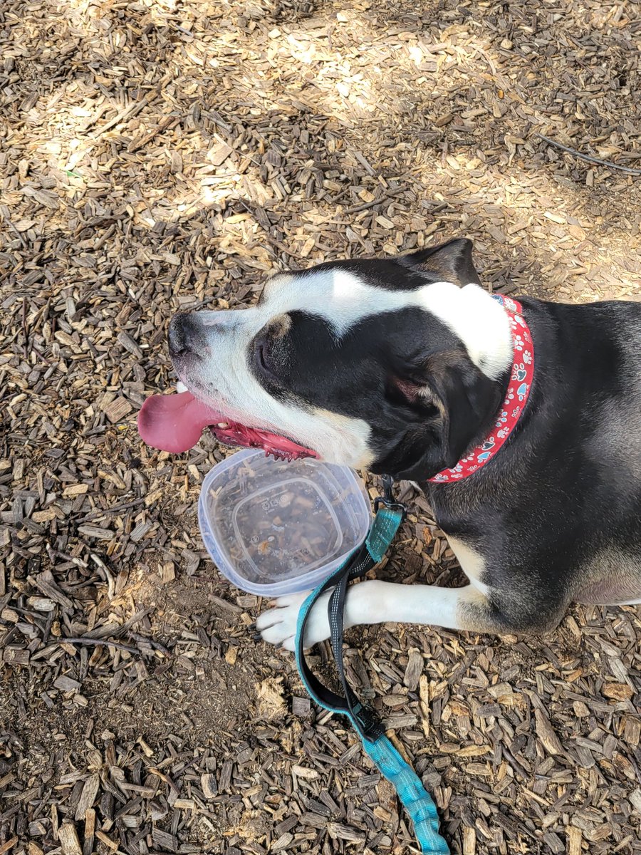 ChelseaVarnado's tweet photo. It's officially August, which means I have a week to finish summer projects before the big kids return and we take our final trip to end the summer!

Also have to figure out how to squeeze walking miles around town in during the school day or my dog might revolt. https://t.co/83BzADGahj