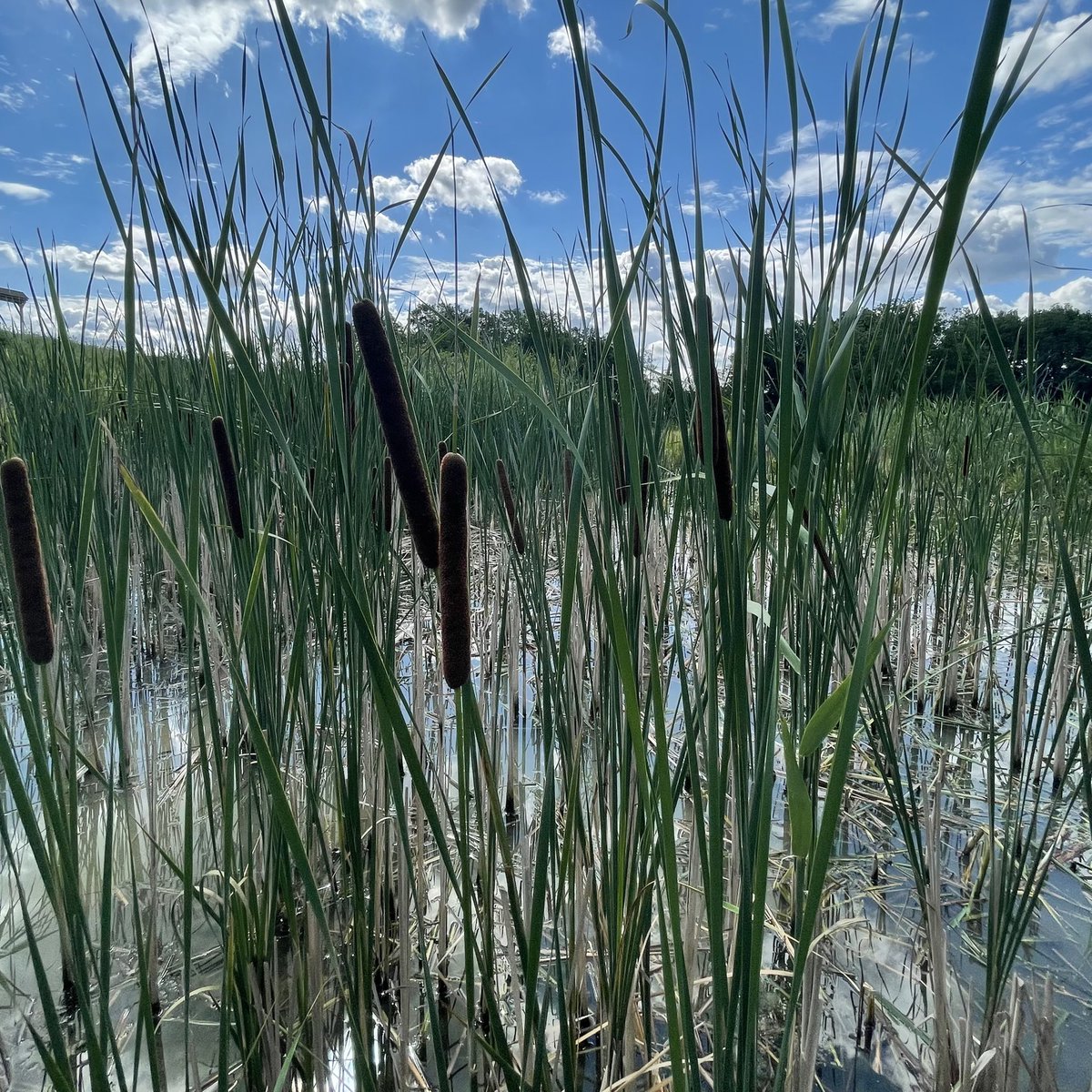 It’s not too late to get in on the #wetland fun at #AGU22 #AGU2022 - submit your abstract before the Wednesday (Aug 3) deadline!