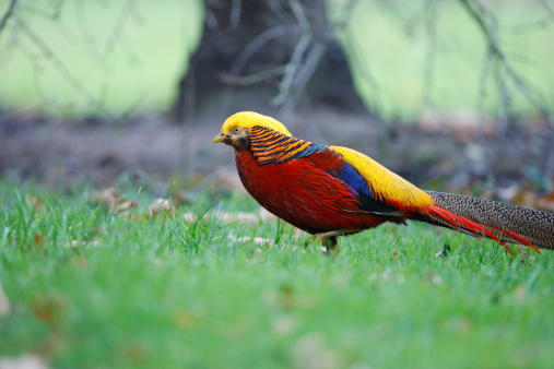 purelypoultry's tweet photo. Red Golden Pheasant also known as Chrysolophus pictus. A hardy and easy bird to raise and the males have a stunning array of colored plumage, one of the most colorful birds. To learn more about these beautiful birds, visit our website:
https://t.co/eNpnXVkuvf https://t.co/5VI7Ls74u0