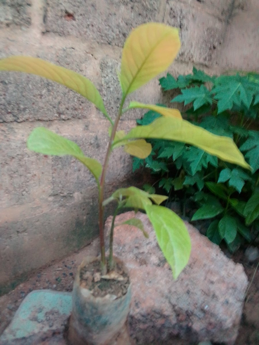 Paul Nikiema tweet media