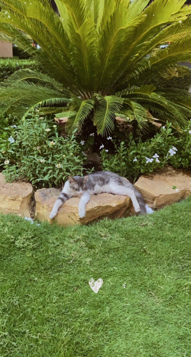 البسه من الحر دايخه 😅
قربت منها ولا اتحركت مالومها صراحه😅
درجة الحرارة 40 🤕