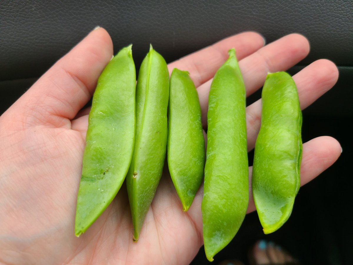Our garden has produced some really large peas!  Check these out 😲#nspreprimary <a href="/Oldfield_Osprey/">Oldfield Elementary</a> <a href="/MsCourteny/">Ms. Courteny</a> <a href="/HRCE_NS/">Halifax Regional Centre for Education</a>