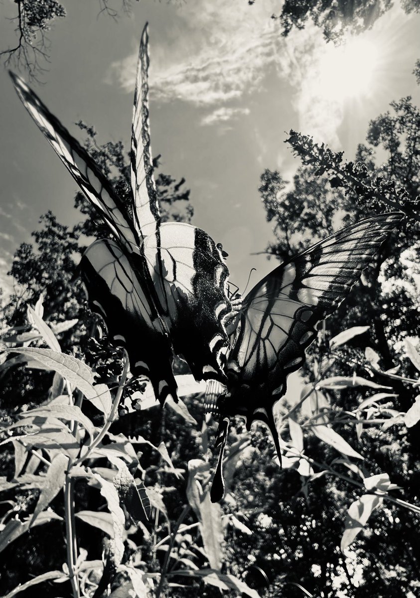 DocSing22's tweet image. 