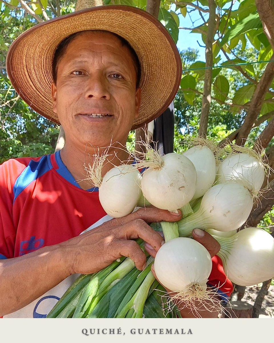 RootsofPeace's tweet photo. Farmer Emilio in Quiche, Guatemala with his abundant onion harvest! Our farmers in Guatemala are learning how to double their harvest, thereby doubling their income. #rootsofpeace #breakingground #minestovines
#cultivatingpeacethroughagriculture #footstepsforpeace https://t.co/GepVoy1VwM