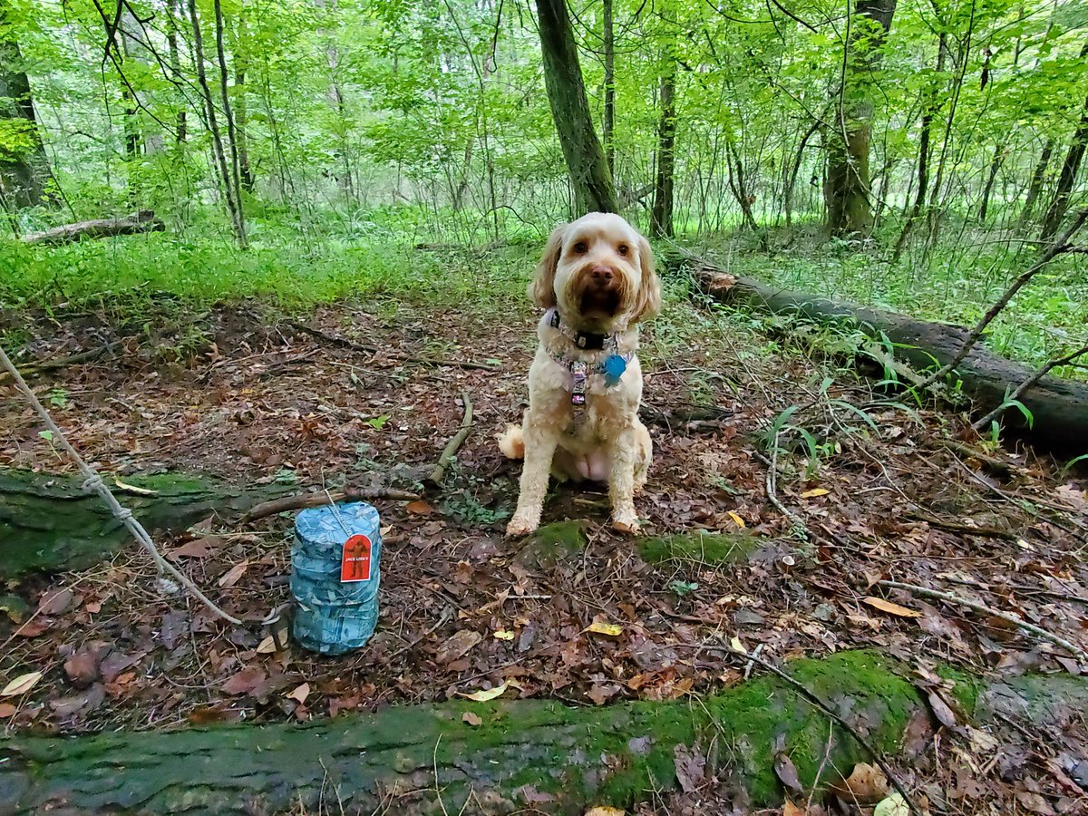 JacksonJoe37's tweet photo. Ripley the geodog caching with Sasquatch!

#JackLinksQuest #Sweepstakes @JackLinks https://t.co/iQPIedczjR