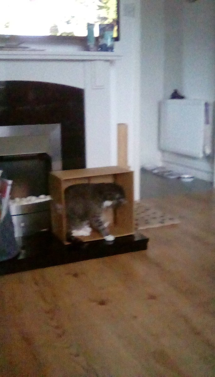 Tizzy_S_d's tweet photo. #catsnboxes 
#cats
#catsoftwitter 
#caturday 
 
Flynn and his box https://t.co/6iFcgojmom