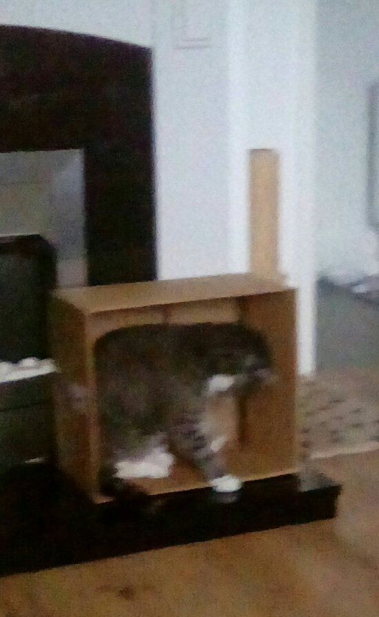 Tizzy_S_d's tweet photo. #catsnboxes 
#cats
#catsoftwitter 
#caturday 
 
Flynn and his box https://t.co/6iFcgojmom
