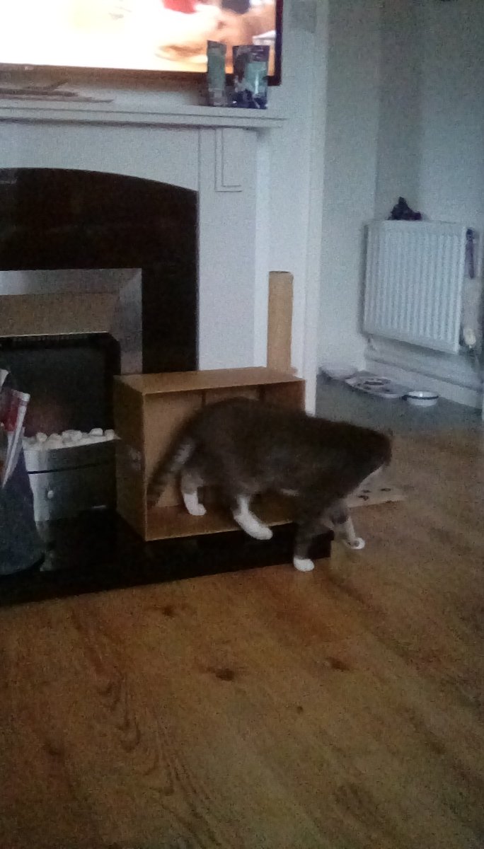 Tizzy_S_d's tweet photo. #catsnboxes 
#cats
#catsoftwitter 
#caturday 
 
Flynn and his box https://t.co/6iFcgojmom