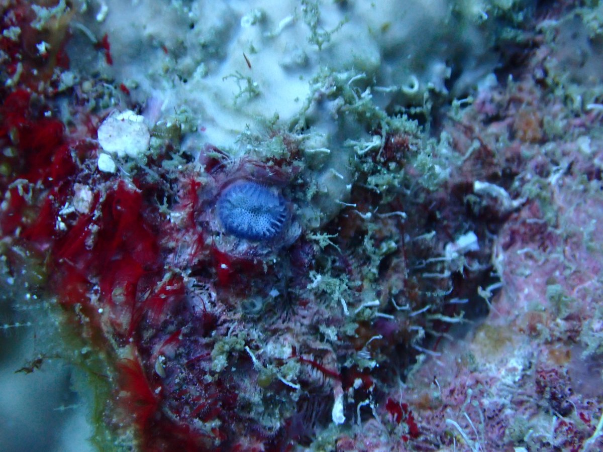 Dr. Jennifer Salerno 🪸🌊🧬🧫🔬 tweet media