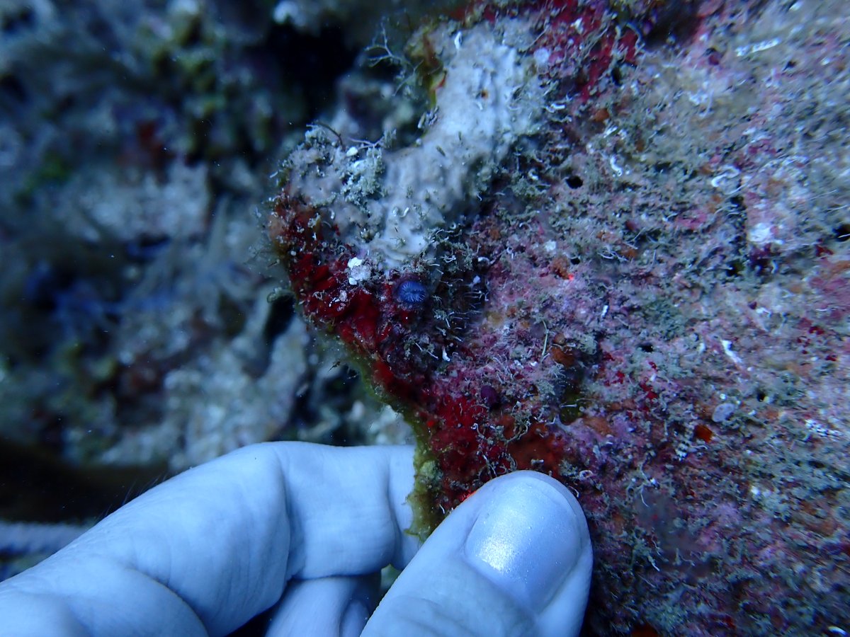 #coral and #invertebrate folks! Please help us with ID of this lavender creature?! Thank you! 🌊🪸  Location: Honduras #taxonomy