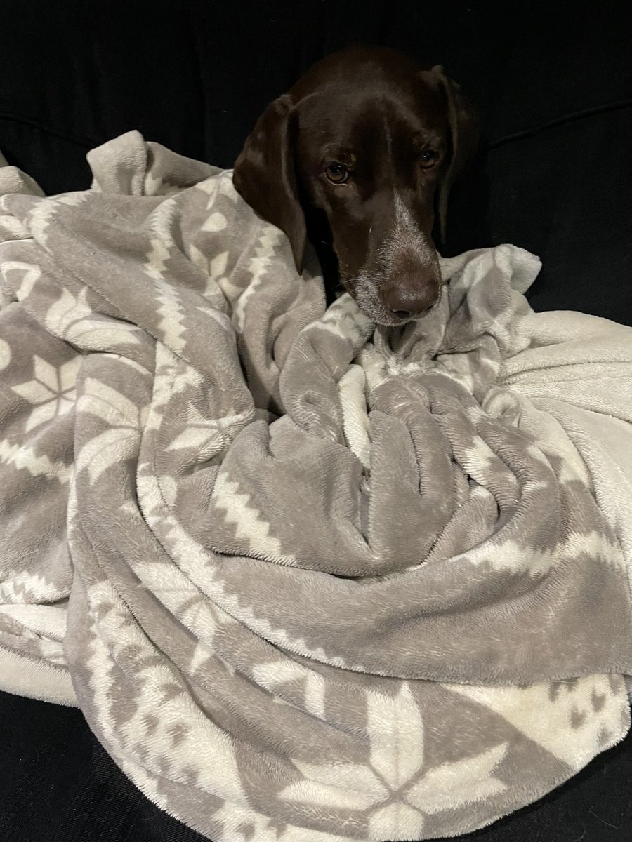 DogBandanasByAmy tweet media