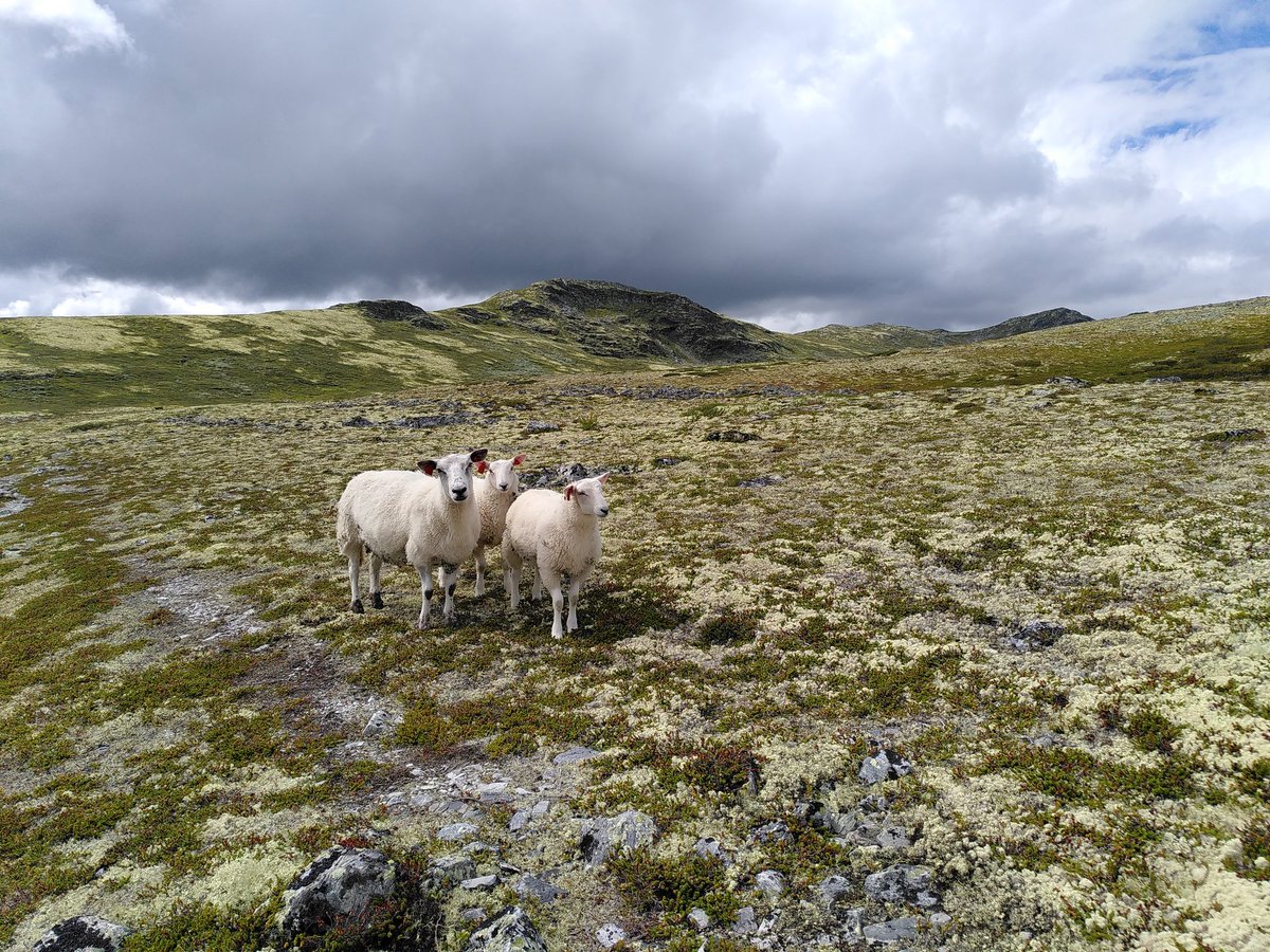 ProfWagner_RHUL's tweet photo. Meet Professor Wagner who marked the first day in her elevated position hiking on the heights of the Norwegian Rondane mountains (in other words, I've been promoted to professor with effect from 1. August) https://t.co/he4Riv2iQP