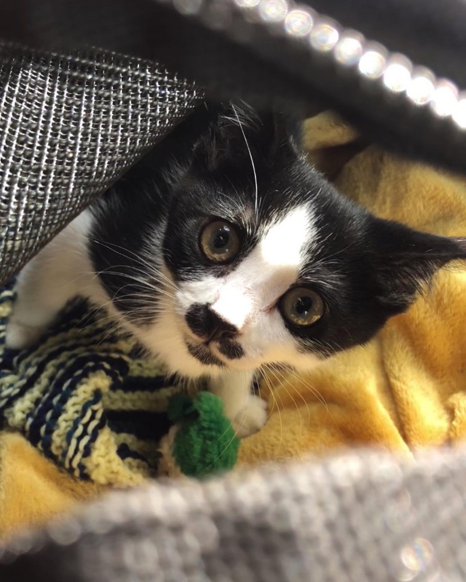 lolabmck's tweet photo. today we welcome little elsie to the crew 🥹🧡 our little feral baby! https://t.co/gKDsRJK4UY