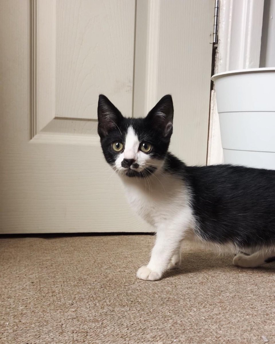 lolabmck's tweet photo. today we welcome little elsie to the crew 🥹🧡 our little feral baby! https://t.co/gKDsRJK4UY