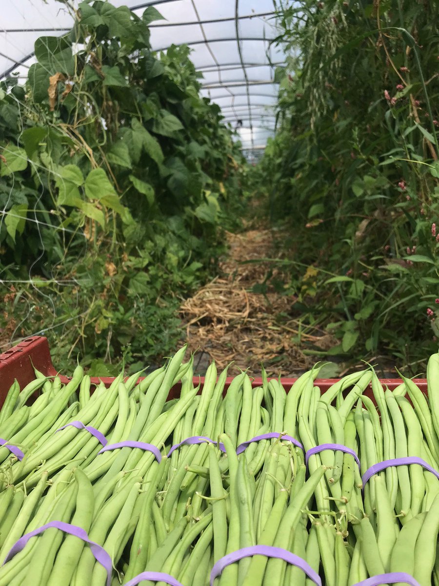 JessicaFermor's tweet photo. August on the farm - https://t.co/iGG2ZrKX6K https://t.co/ZDuNVusIUl