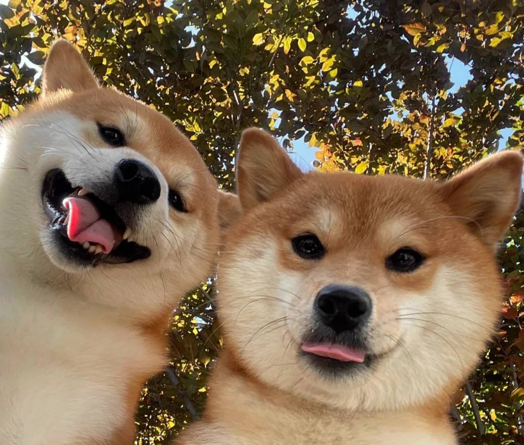 SplashedWhite5's tweet photo. Hahaha, that's why I love Shiba Inu https://t.co/IRHXi74Xjq