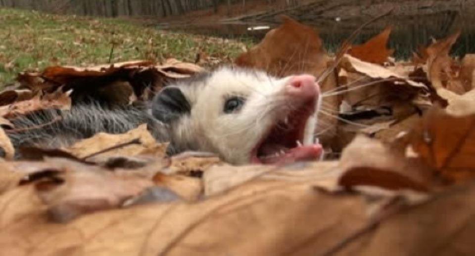 Possumeveryhour.io (@possumeveryhour) on Twitter photo 