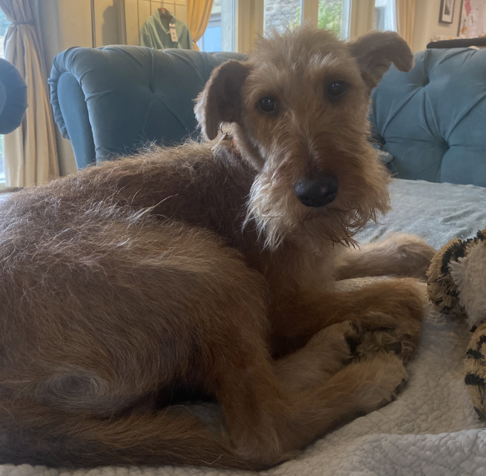 How To Strip Irish Terrier