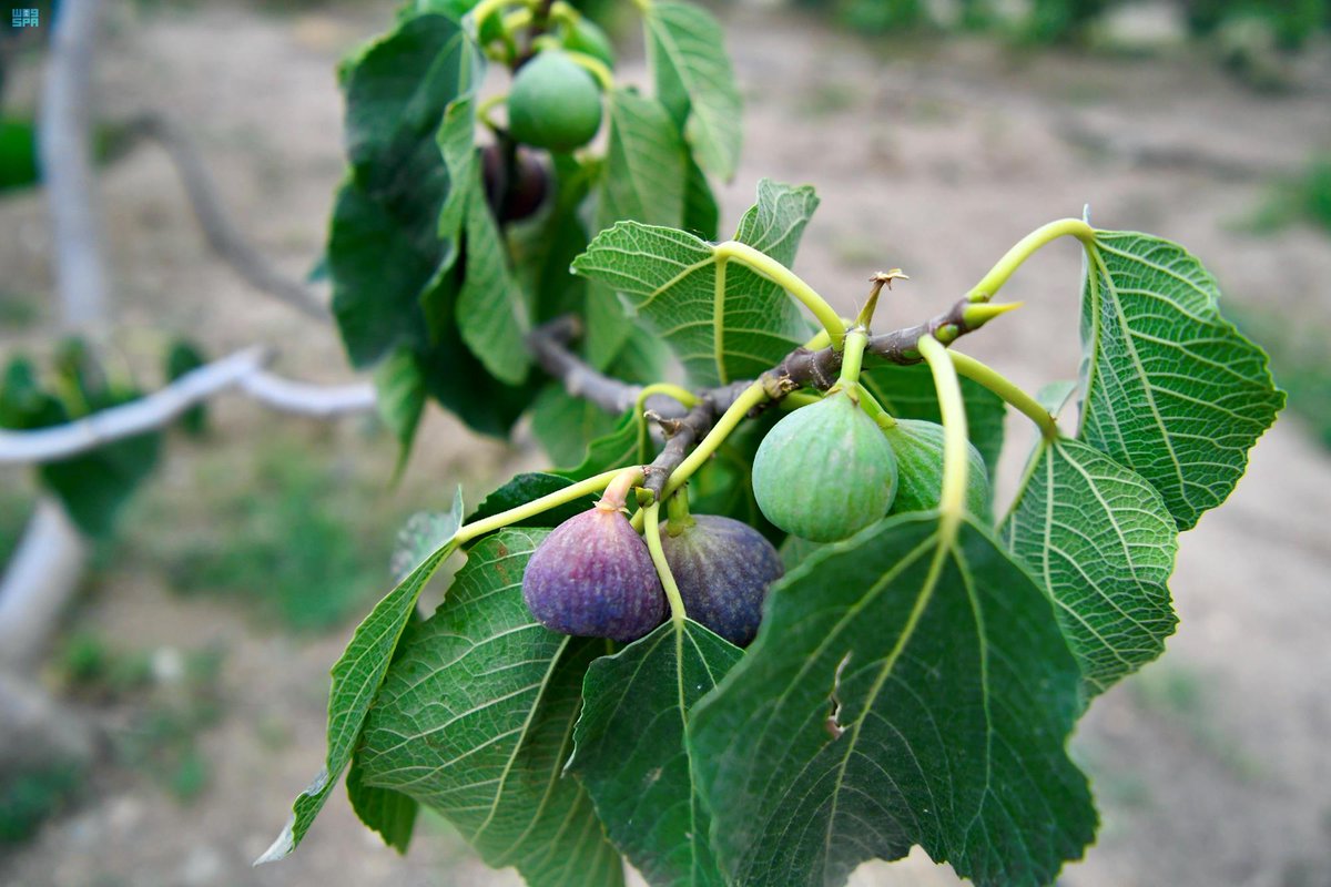 انطلاق فعاليات مهرجان العنب والفواكه الموسمية بمنطقة #عسير.
spa.gov.sa/2373824
#واس_جودة_الحياة