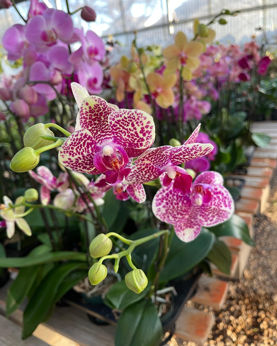 NaturaHQ's tweet photo. Happy August! Fall is getting closer and closer... although it doesn't feel like it in Texas!π₯
#stayPLANTED #KEEPitREAL #PEOPLETHRIVE #Natura #august #happyaugust #newmonth #orchid #greenhouse #greenhouseplants #indoorplants #plantlovers #plantpeople #plantsmakepeoplehappy https://t.co/OCUKhPLzvU