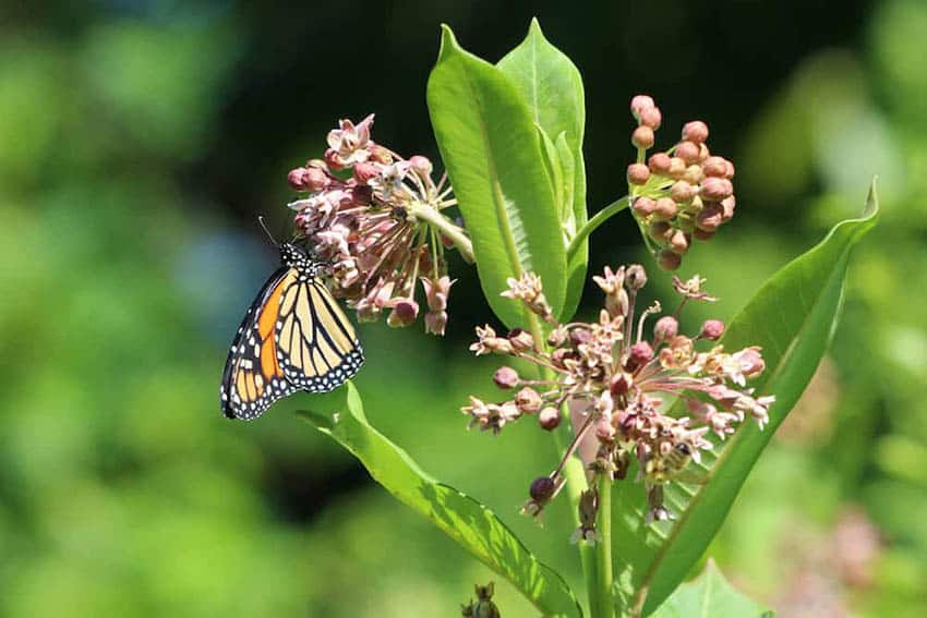 VisitSouthDel's tweet photo. This Go Nomad article features both James Farm Ecological Preserve and Delaware Botanic Gardens at Pepper Creek. If you're looking for serenity and natural beauty beyond our fabulous Southern Delaware beaches, well, here you go... https://t.co/22g2bAKXdN https://t.co/JVpJQpoauQ