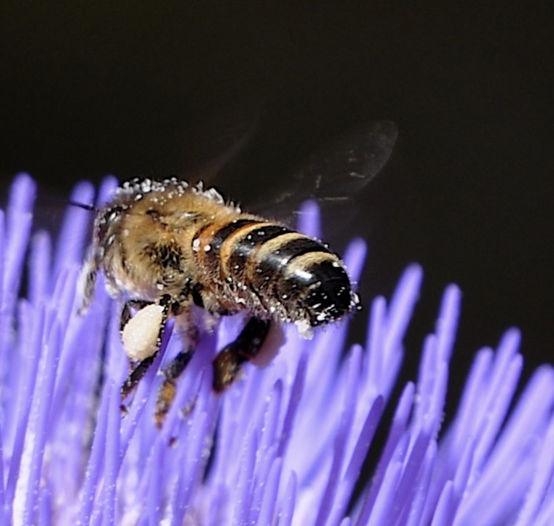 richardlittleda's tweet photo. Just look at all the pollen on this bee as it works away on the Cardoon in #projectgarden https://t.co/hnmWrSUyQf